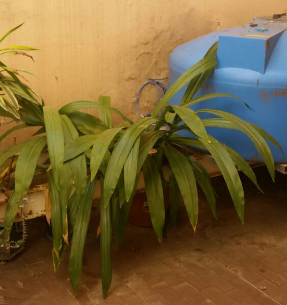 E'' una dracena?     No, Crinum sp. (Amaryllidaceae)